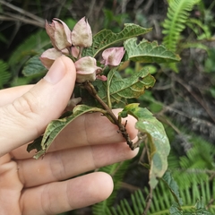 Clerodendrum fortunatum