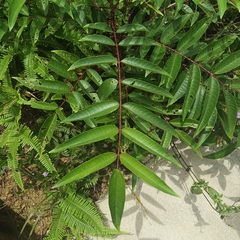 Zanthoxylum ailanthoides