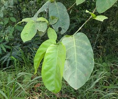 Nauclea diderrichii
