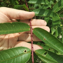 Zanthoxylum ailanthoides
