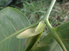 Nauclea diderrichii