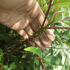 Zanthoxylum ailanthoides