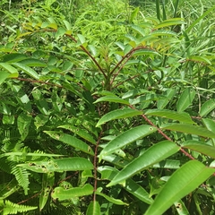 Zanthoxylum ailanthoides