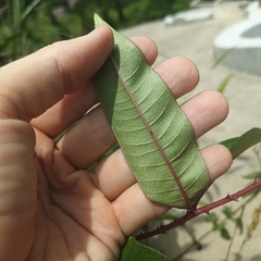 Zanthoxylum ailanthoides