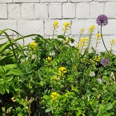 Barbarea vulgaris
