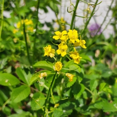 Barbarea vulgaris