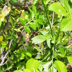 Barbarea vulgaris