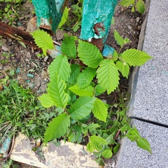 Ulmus