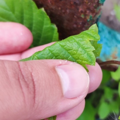 Ulmus