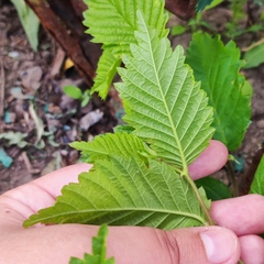 Ulmus
