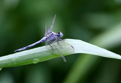 Orthetrum luzonicum