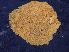 Variospora thallincola