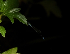Pseudagrion indicum