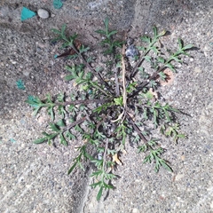 Magnoliopsida