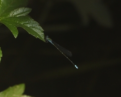 Pseudagrion indicum