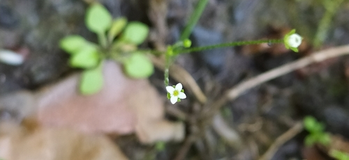 Filiform rockjasmine (Androsace filiformis)