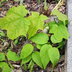 Acer negundo