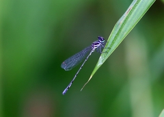 Onychargia atrocyana