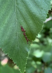 Acalitus longisetosus