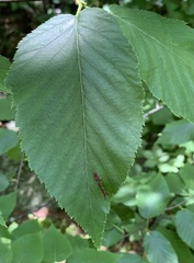 Acalitus longisetosus