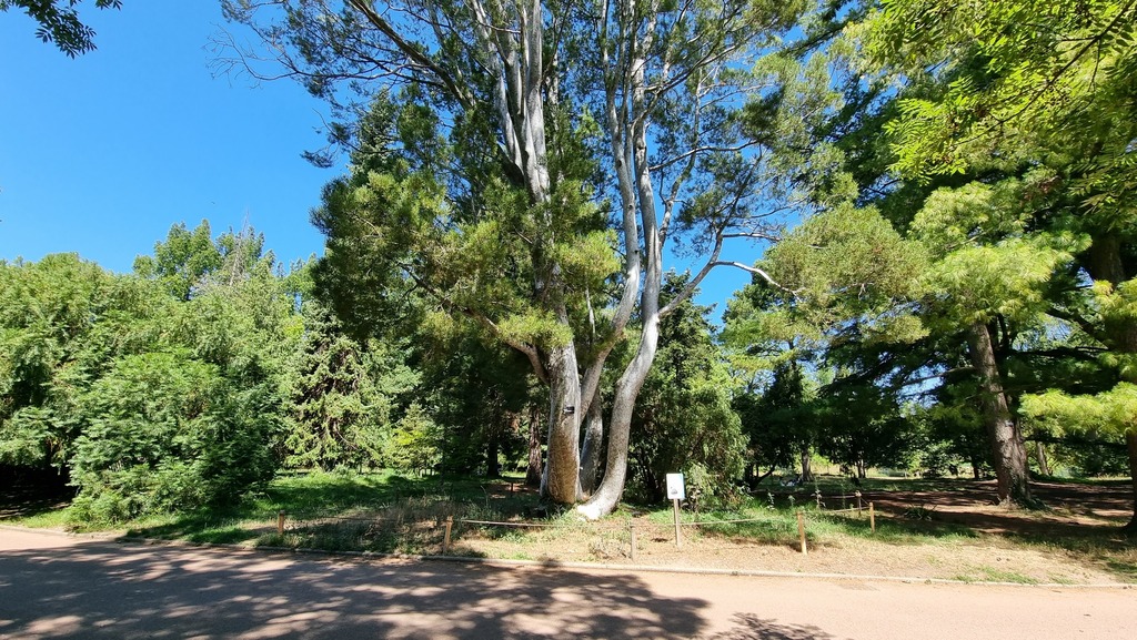 The Pin de Bunge, or Pin de Napoléon