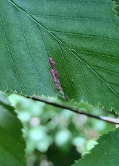 Acalitus longisetosus