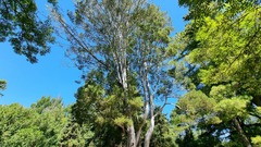 Pinus bungeana