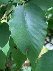 Acalitus longisetosus