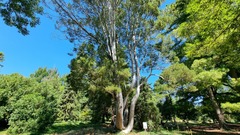 Pinus bungeana