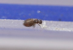 Ectopsocopsis