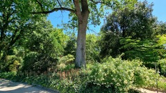 Liriodendron tulipifera