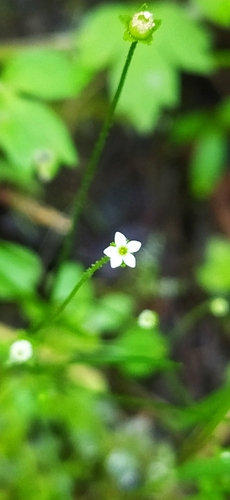 Filiform rockjasmine (Androsace filiformis)
