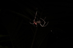 Nephilingis borbonica