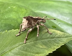 Episomus chinensis
