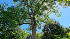 Liriodendron tulipifera