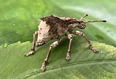 Episomus chinensis