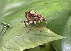 Episomus chinensis
