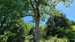 Liriodendron tulipifera