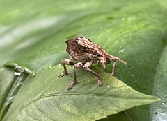 Episomus chinensis