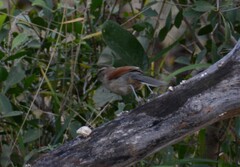 Tchagra australis australis