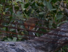 Tchagra australis australis