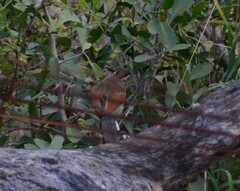 Tchagra australis australis