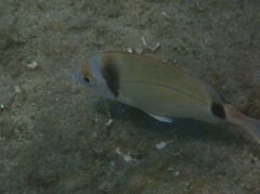 Diplodus vulgaris