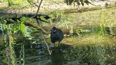 Gallinula chloropus
