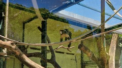 Sapajus xanthosternos