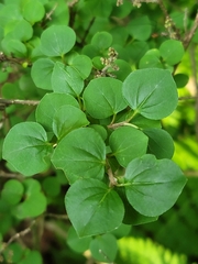 Syringa meyeri