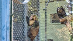 Sapajus xanthosternos