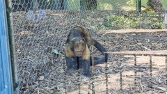 Sapajus xanthosternos