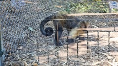 Sapajus xanthosternos