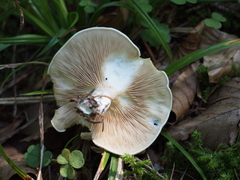 Clitopilus cystidiatus